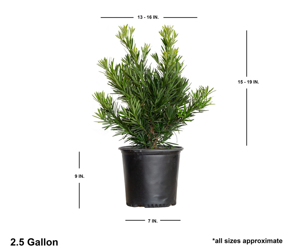 Dwarf Podocarpus Yew (2.5 Gallon) Evergreen Shrub H327