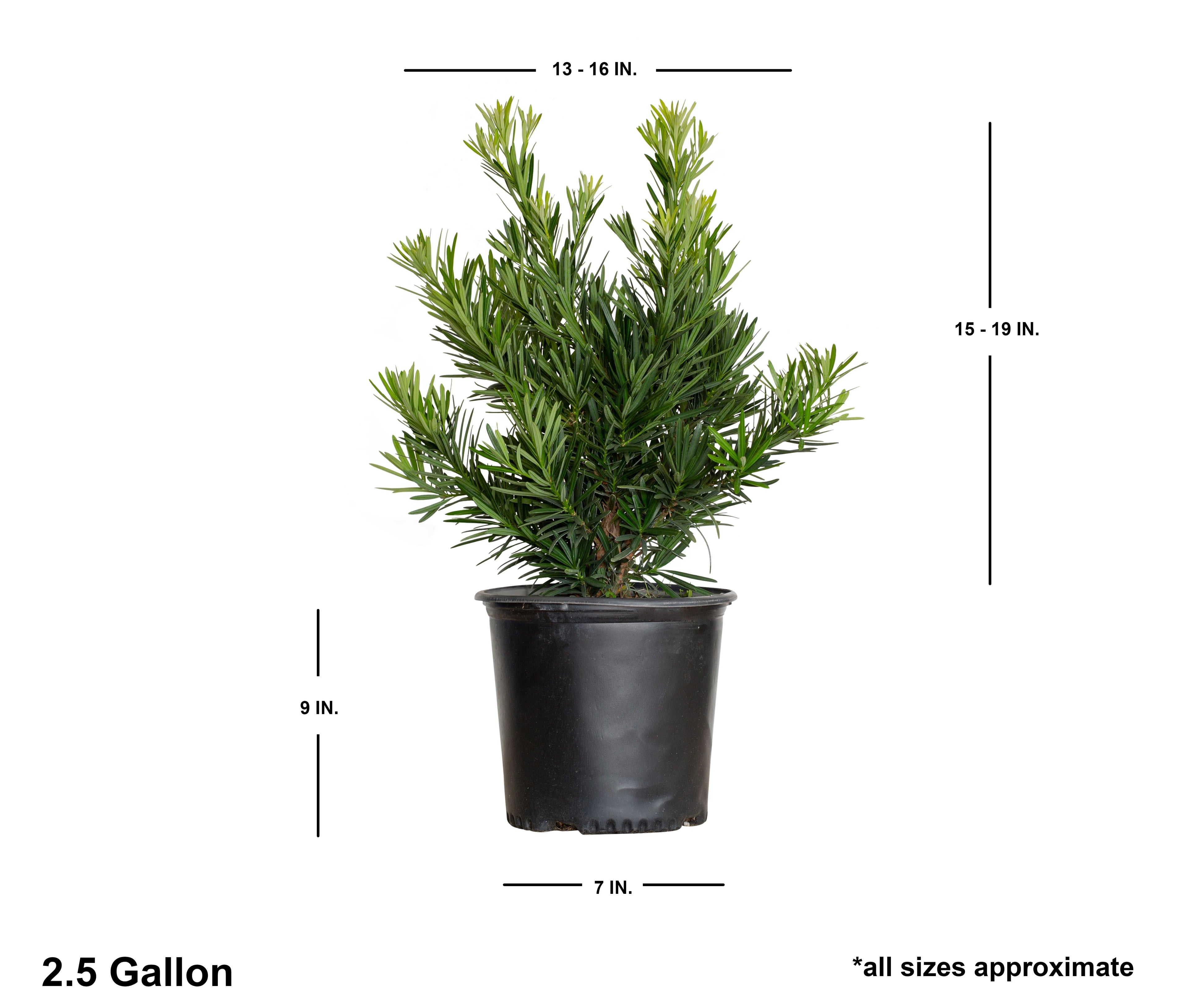 Dwarf Podocarpus Yew (2.5 Gallon) Evergreen Shrub H327