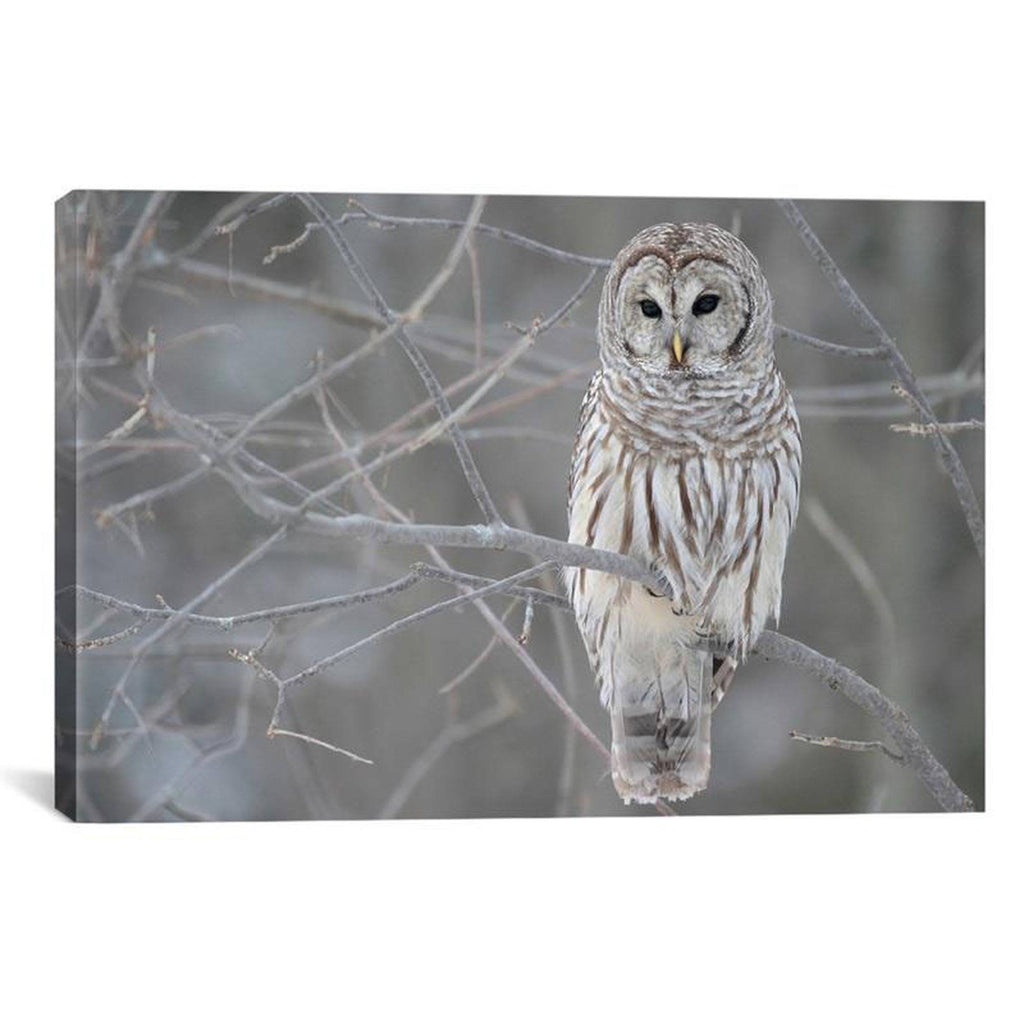 Barred Owl on Branches M75364