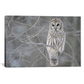 Barred Owl on Branches M75364