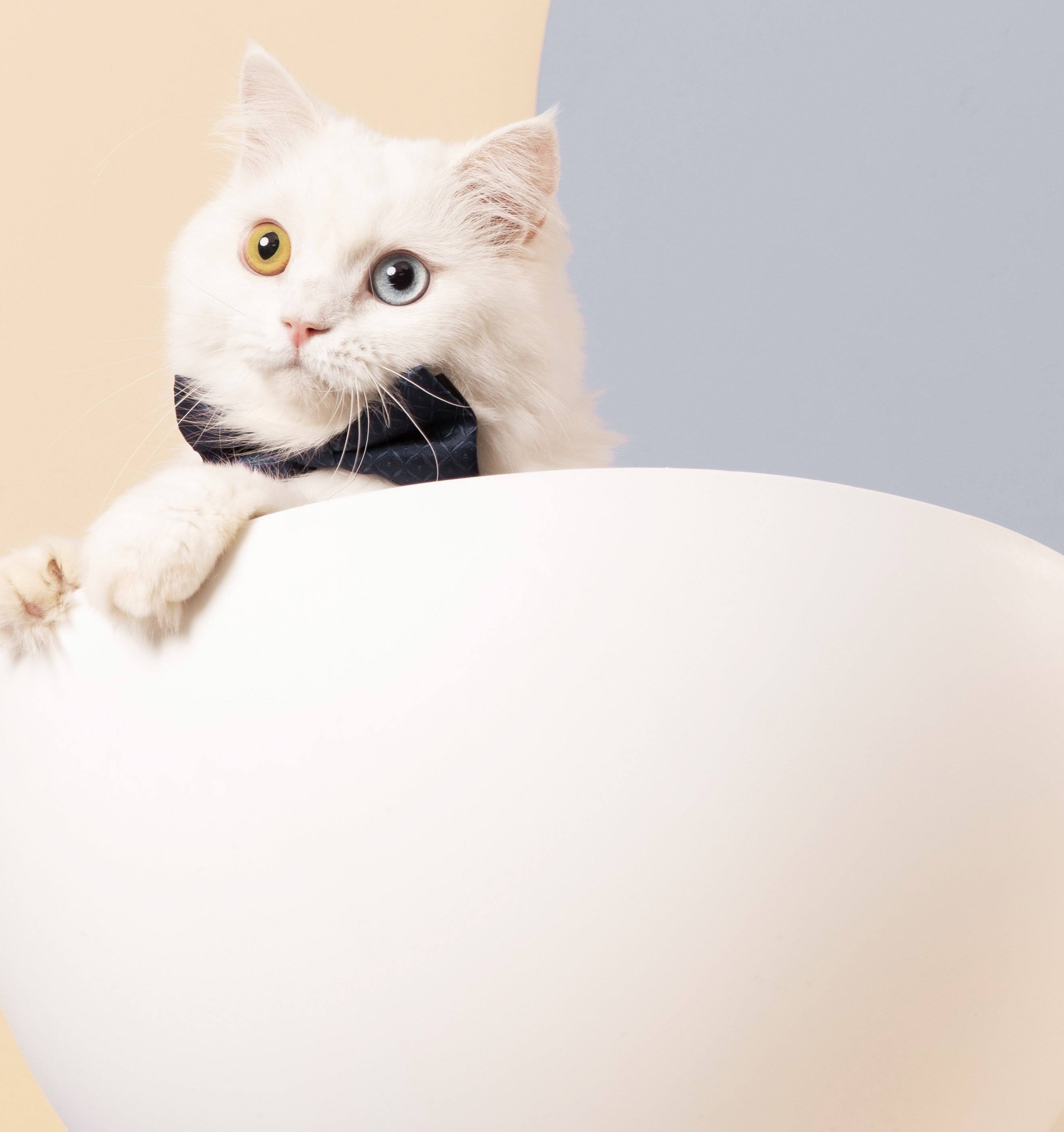 Elevated Cat Bed V2680