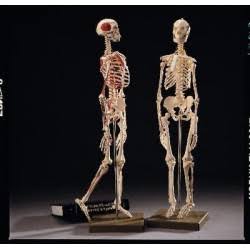 Human Skeleton Model O386728