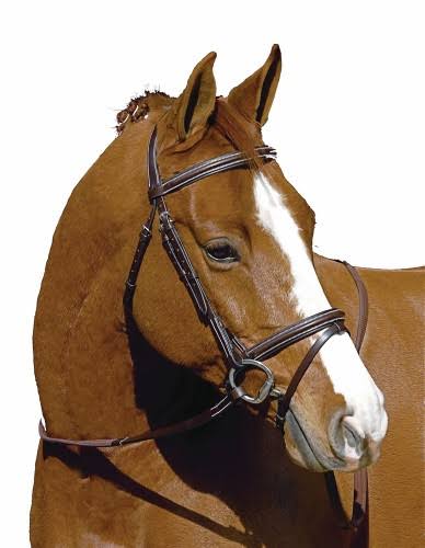 Havana Event Bridle X395