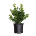 Dwarf Podocarpus Yew (2.5 Gallon) Evergreen Shrub H327