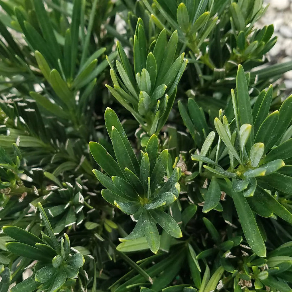 Dwarf Podocarpus Yew (2.5 Gallon) Evergreen Shrub H327