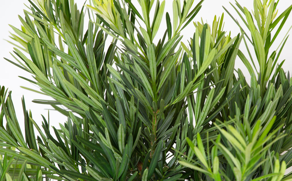 Dwarf Podocarpus Yew (2.5 Gallon) Evergreen Shrub H327